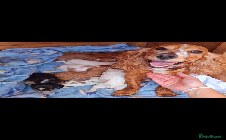 Cocker Spaniel dogs - Advert 2