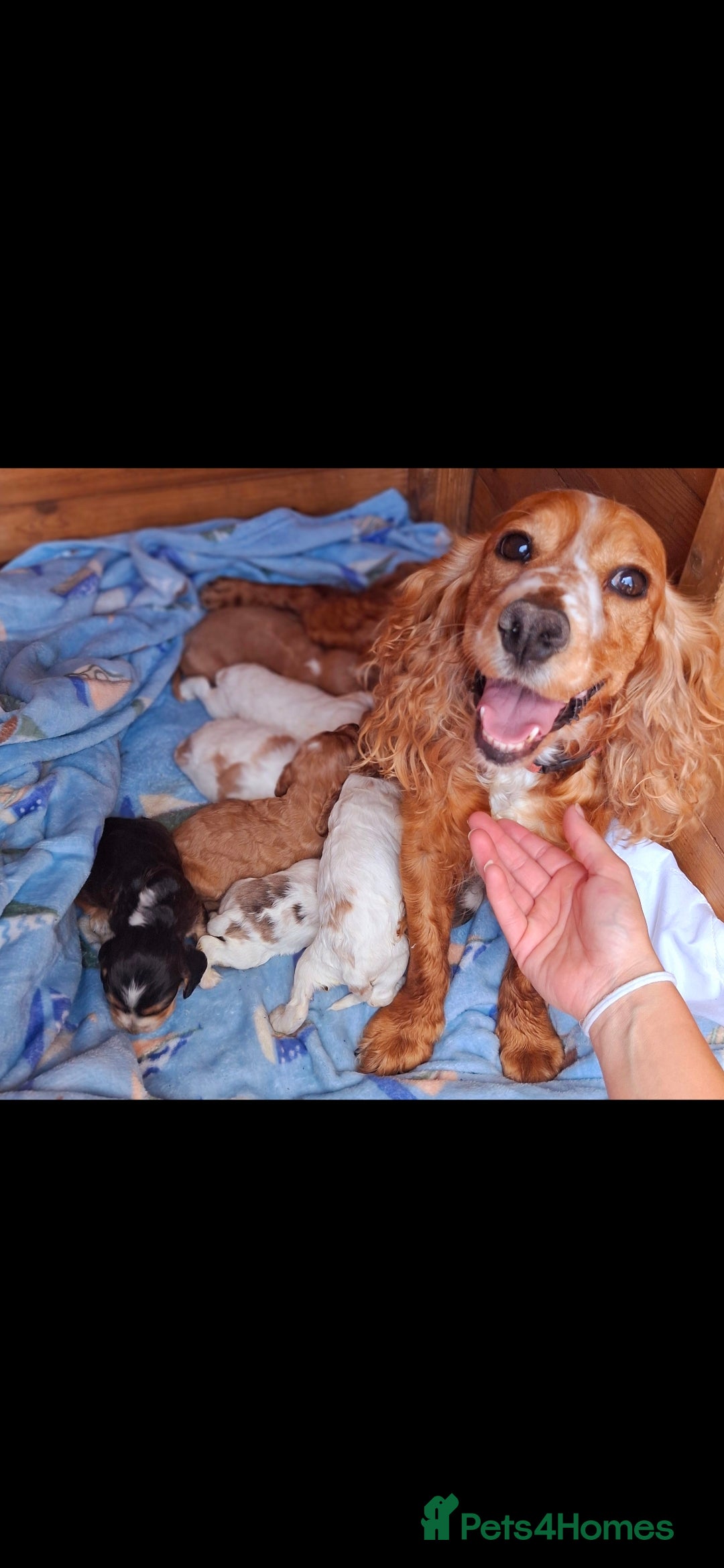 Cocker Spaniel dogs for sale: *Cocker spaniel puppys* - Image 1