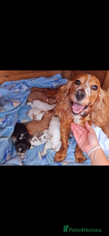 Cocker Spaniel dogs - Advert 11