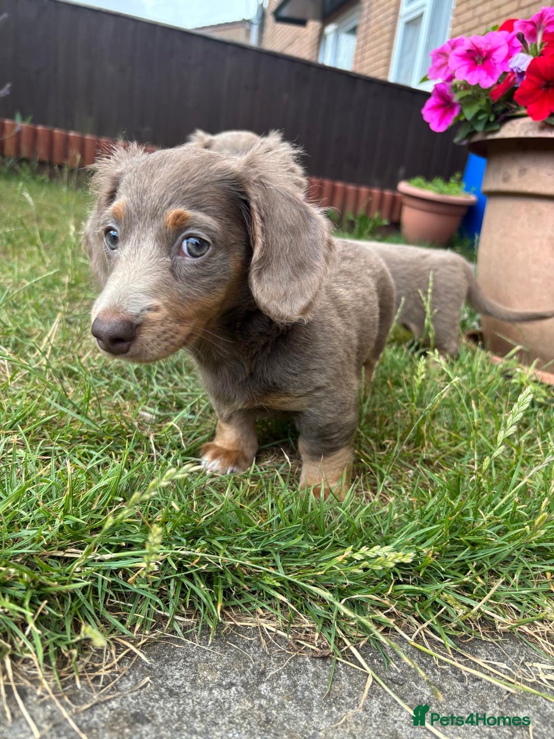 Miniature Dachshund dogs for sale: FLUFFY MINIATURE DACHSHUNDS - Image 5