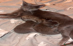 Mixed Breed cats for sale: 2 stunning kittens  - Image 2