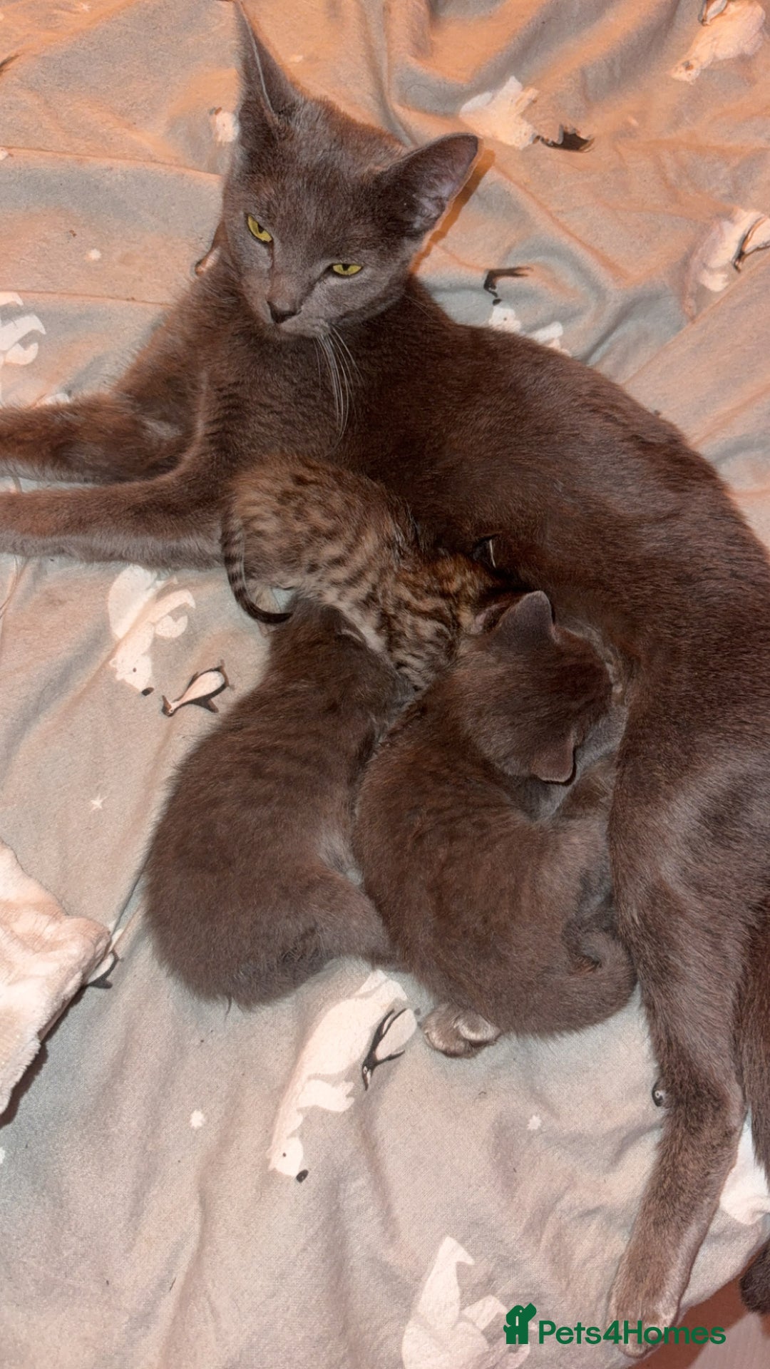 Mixed Breed cats for sale: 2 stunning kittens  - Image 2