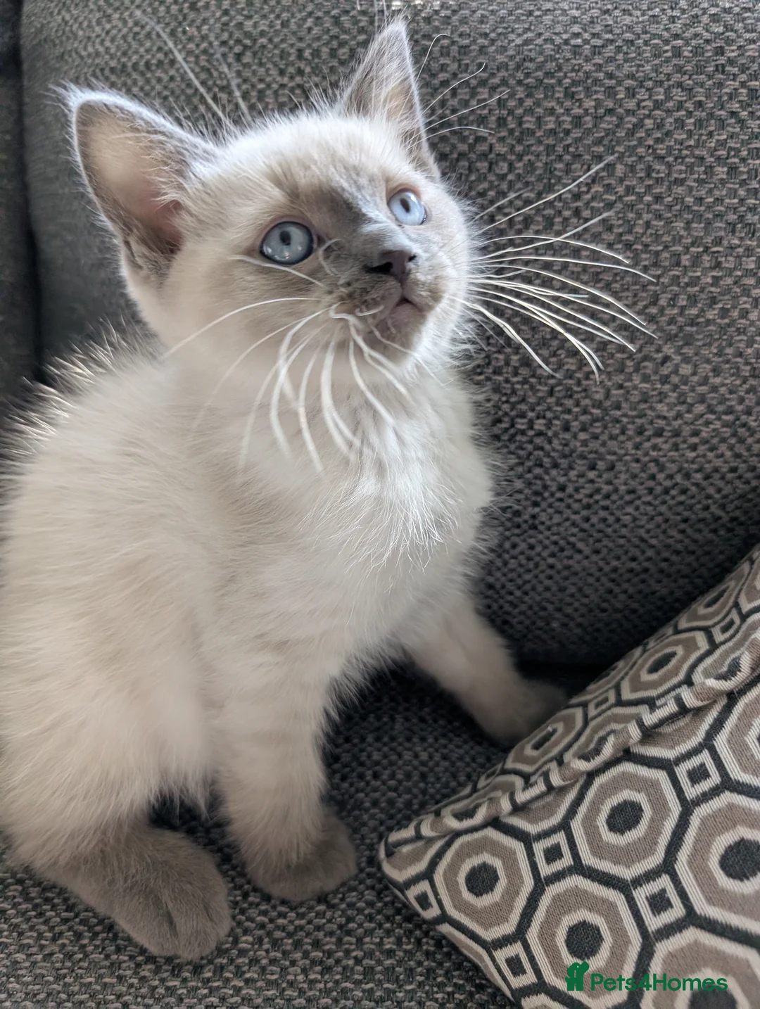 Ragdoll cats for sale: Two Blue Point Ragdoll Kittens - Ready Now in Wakefield - Advert 7