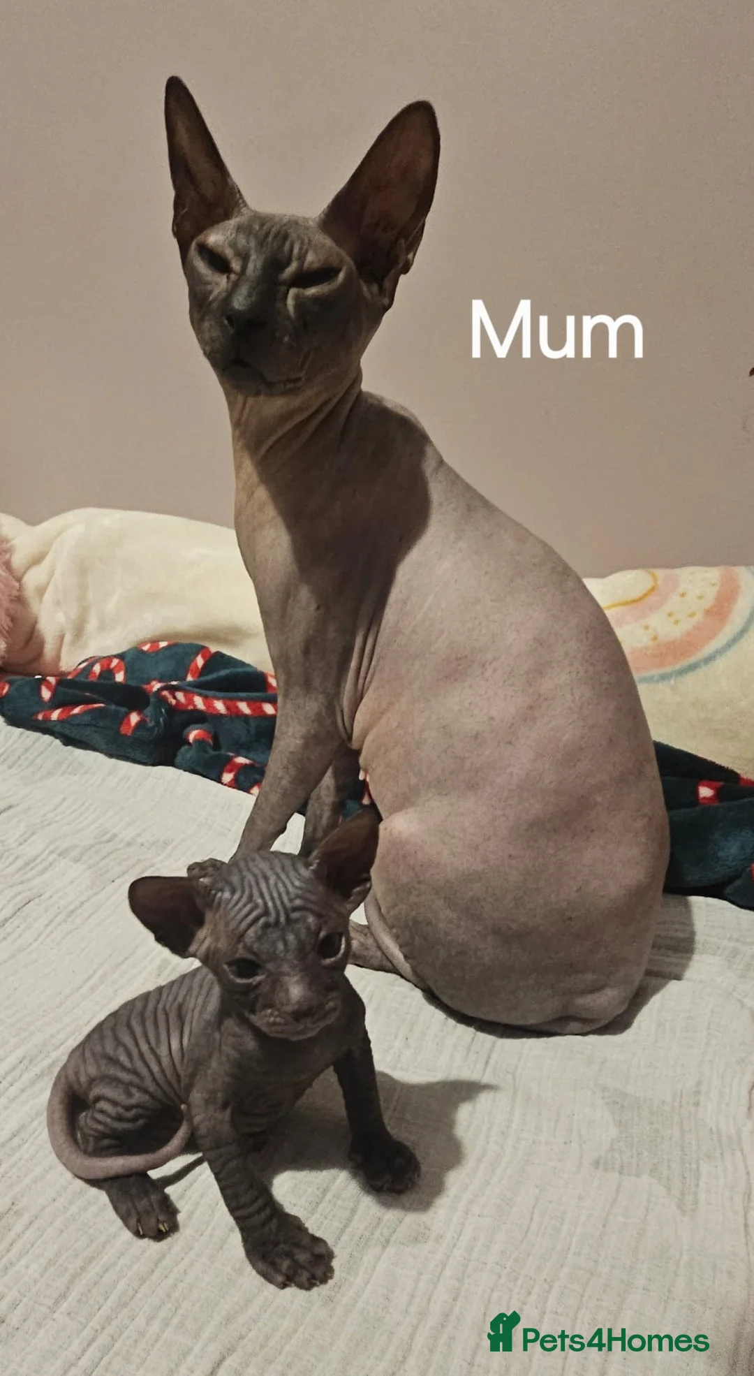 Sphynx cats for sale: Donskoy Sphynx - Advert 4