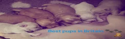 Mixed Breed dogs for sale: Luxury MauxiePoos This is CUTE OVERLOAD  - Advert 22