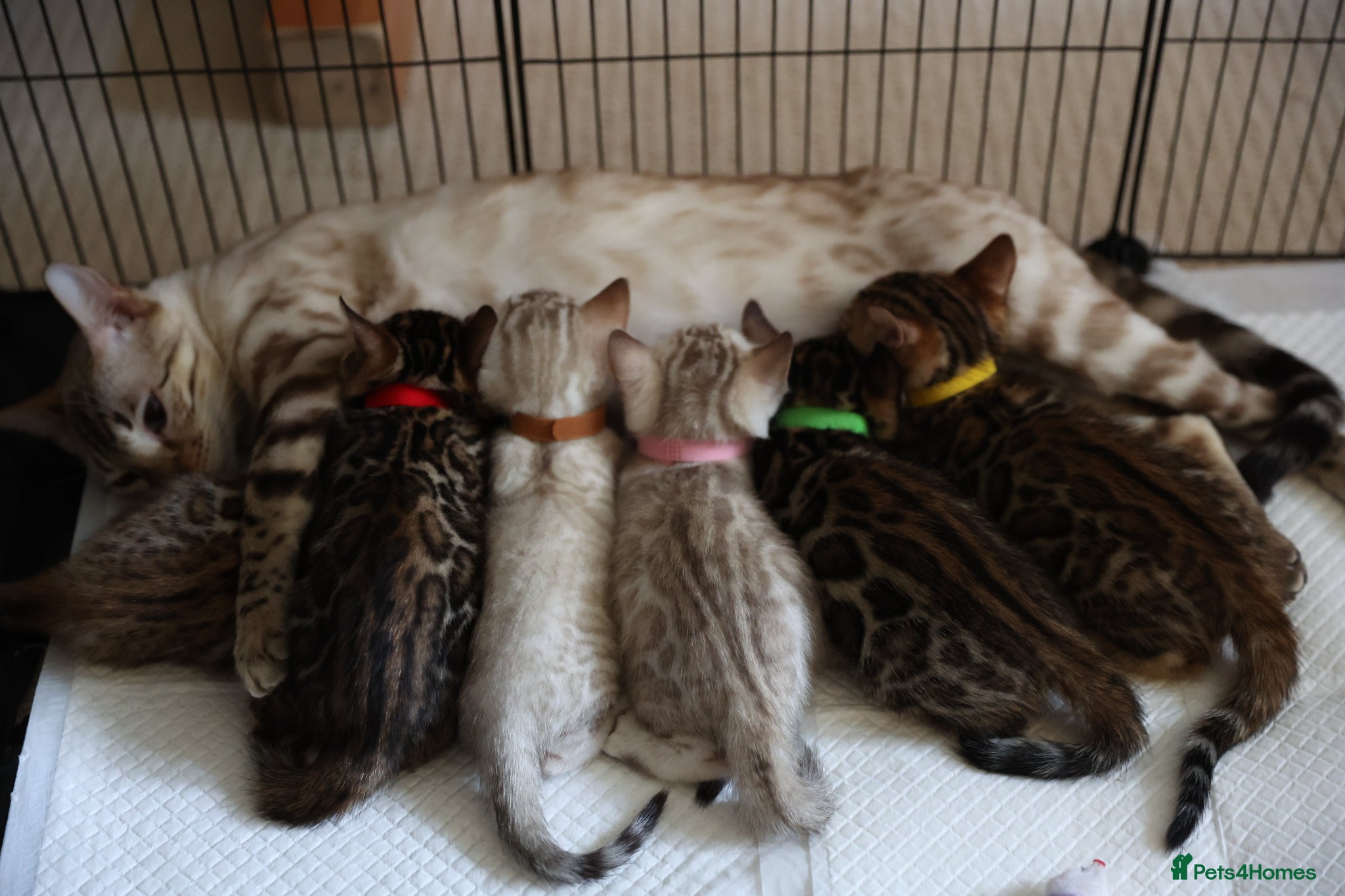 Bengal cats Beautiful Bengal Kittens For Sale  - Advert 1