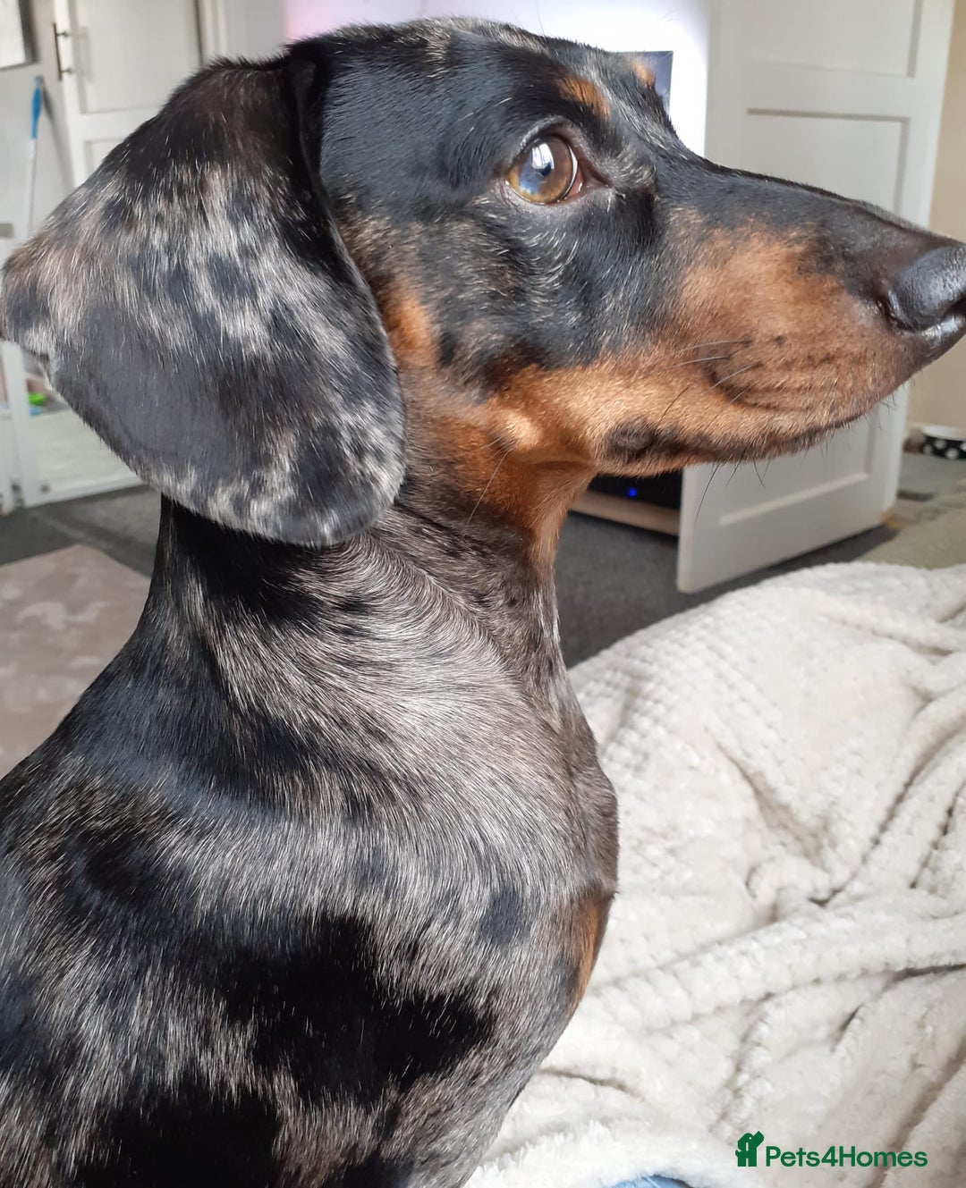 Miniature Dachshund dogs for stud: Stunning Silver Dapple and Tan stud - Image 4