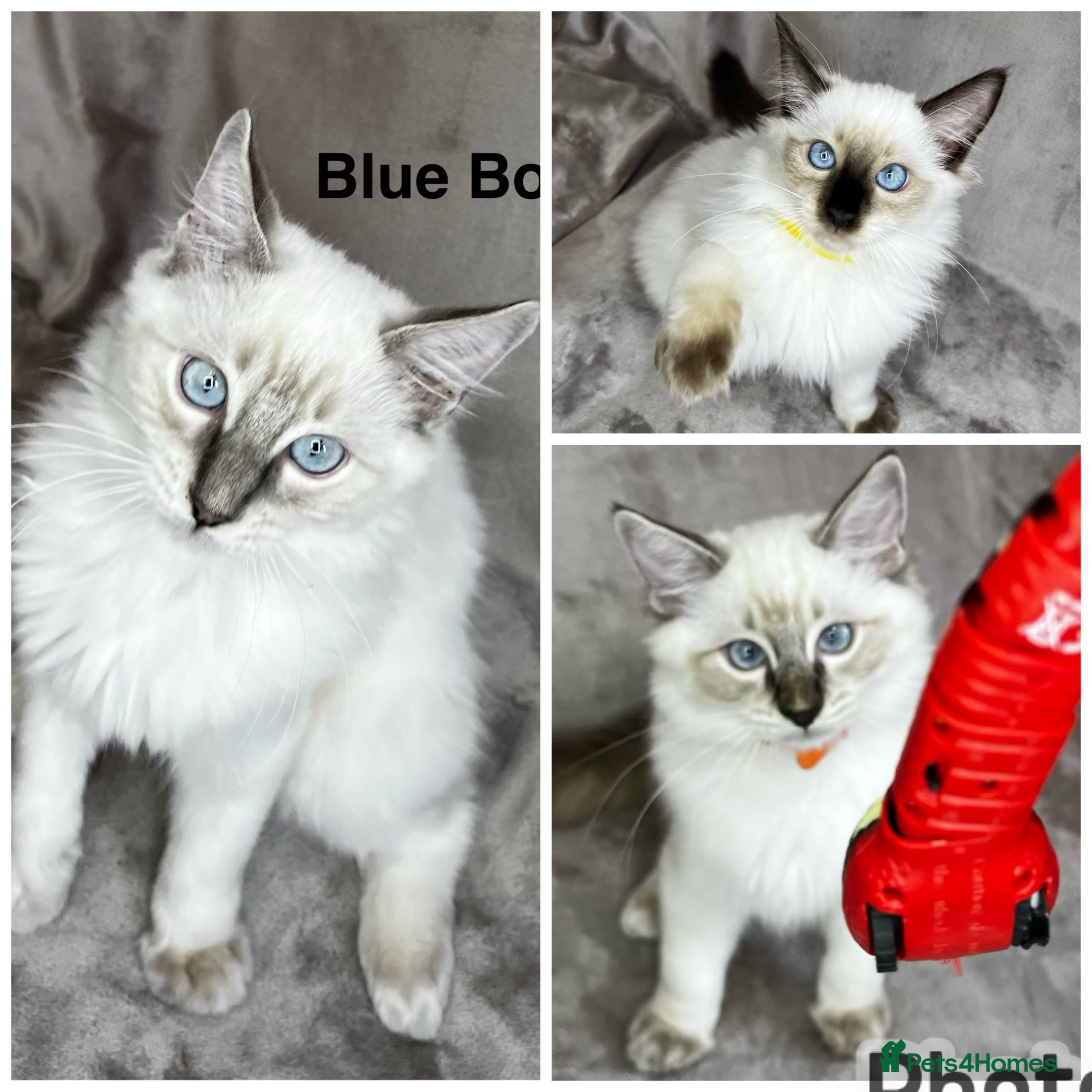 Ragdoll cats 😻Pure Ragdoll Kittens looking for loving home ❤️ - Advert 1