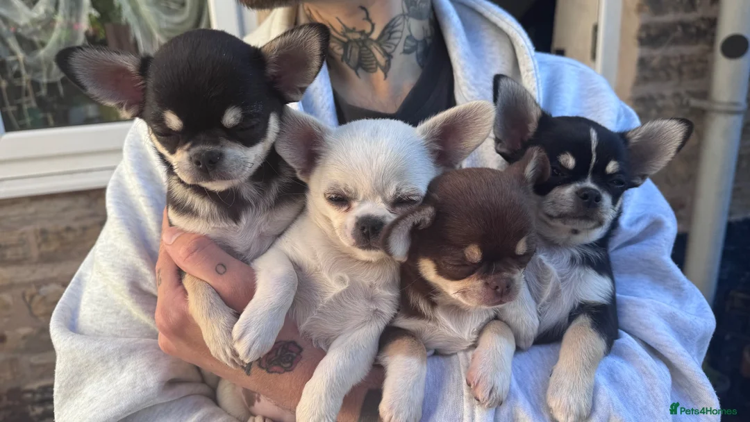 Chihuahua dogs for stud: Ozzy male for stud - Advert 11