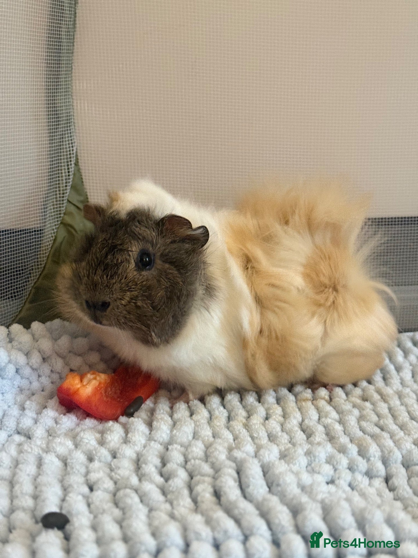 Guinea Pig rodents for sale: Pair of young male guinea pigs  - Advert 1