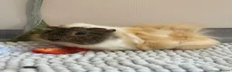 Guinea Pig rodents for sale: Pair of young male guinea pigs  in Bishop's Stortford - Advert 1