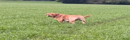 Labrador Retriever dogs for sale: Handsome KC Reg Labrador Retriever Adult Male - Advert 4