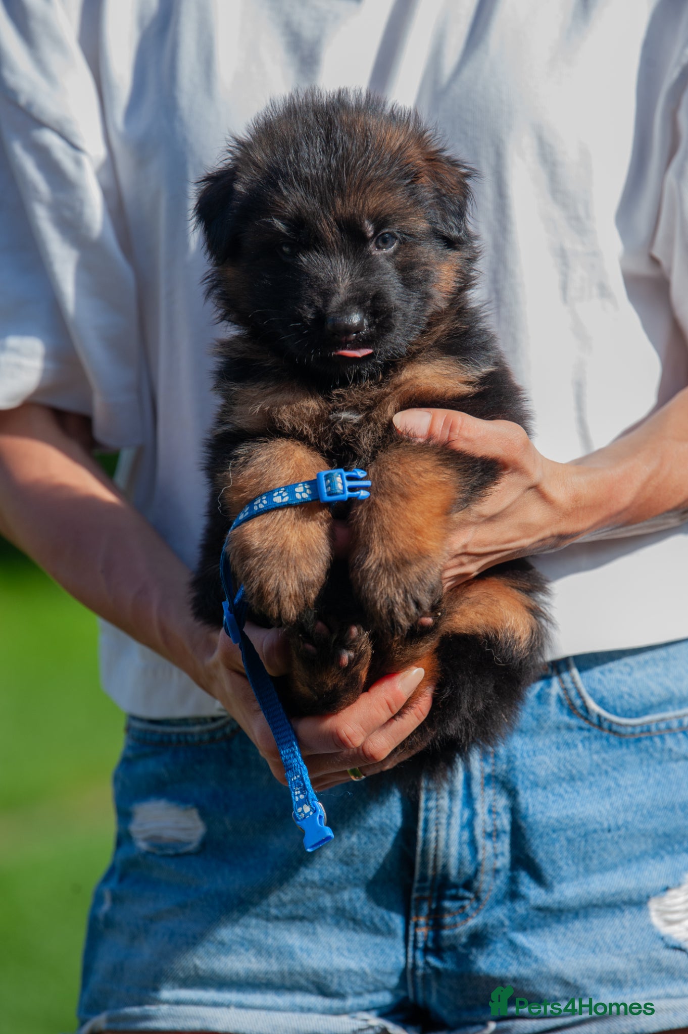 German Shepherd dogs for sale: ❤️🐾 Beautiful Long-Haired GSD Puppies🐾❤️ - Advert 11