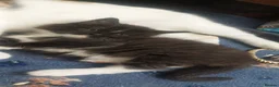 Mixed Breed cats for sale: Long‑Haired beautiful Ragdoll Cross Kittens - Advert 7