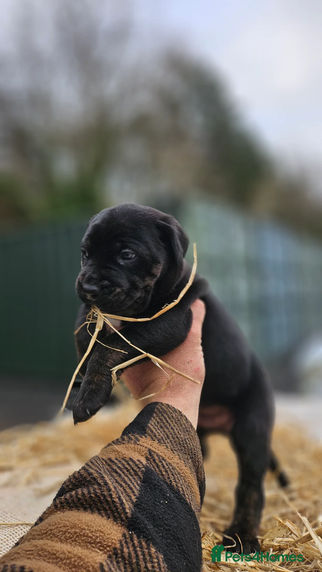 Mixed Breed dogs for sale: CaneWeiler Pupps - Advert 14