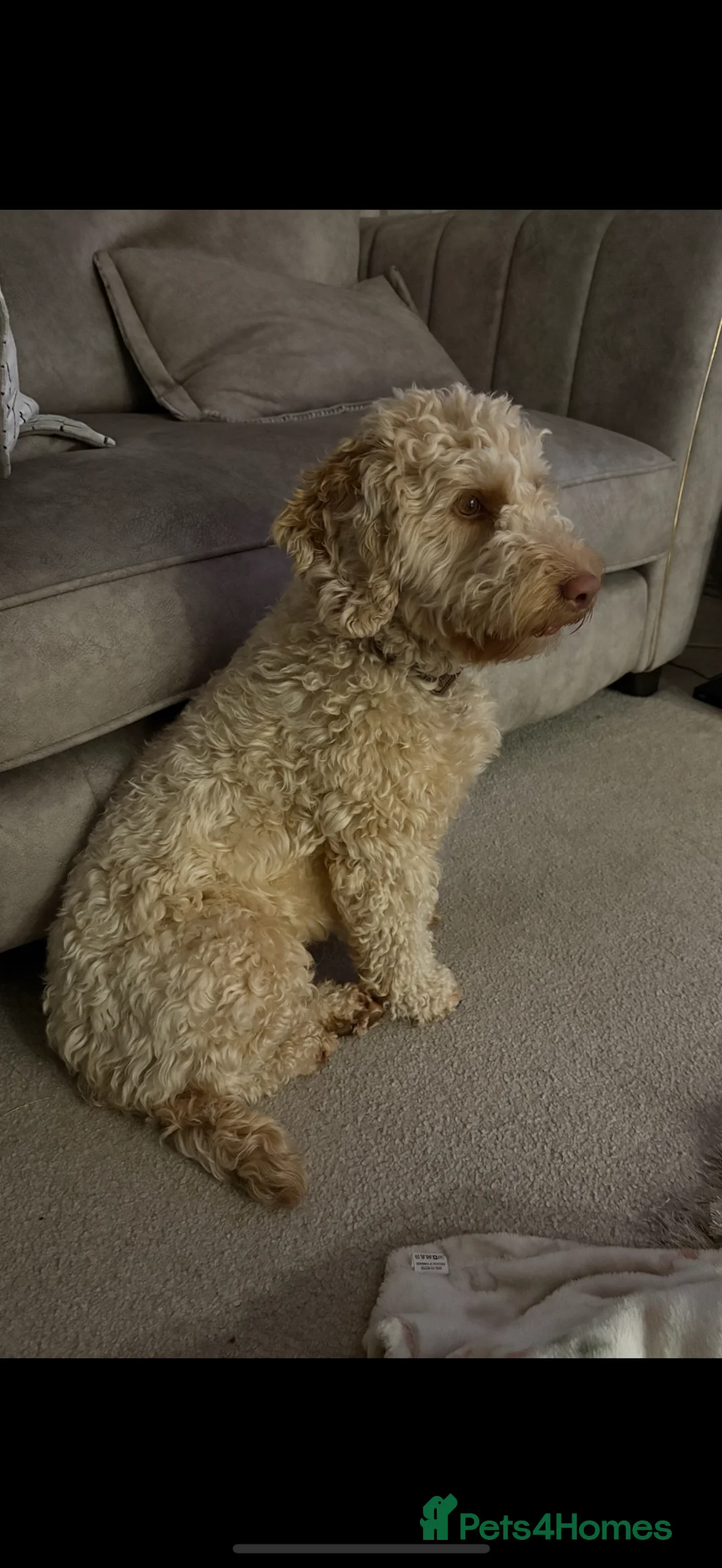 Cockapoo dogs for sale: Beautiful Cockapoo female - Advert 2