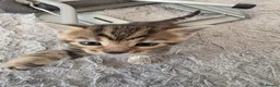 Mixed Breed cats for sale: 4 beautiful kittens looking for loving homes 🐾 - Advert 24