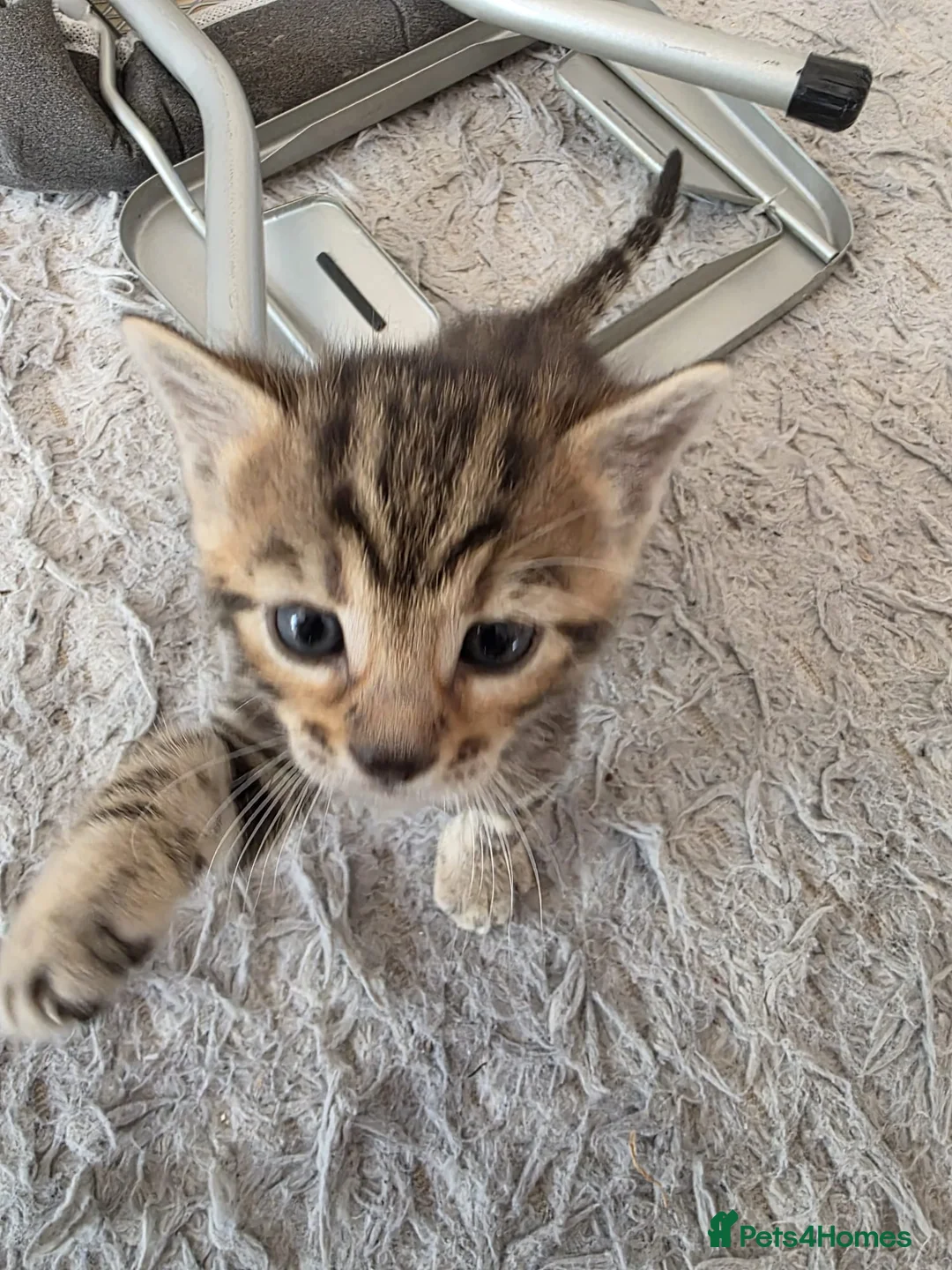 Mixed Breed cats for sale: 4 beautiful kittens looking for loving homes 🐾 - Advert 24