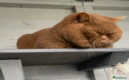 British Shorthair cats for stud: 🐻 RARE CINNAMON GCCF TICA STUD CARRYING CHOCO  in Derby - Image 6