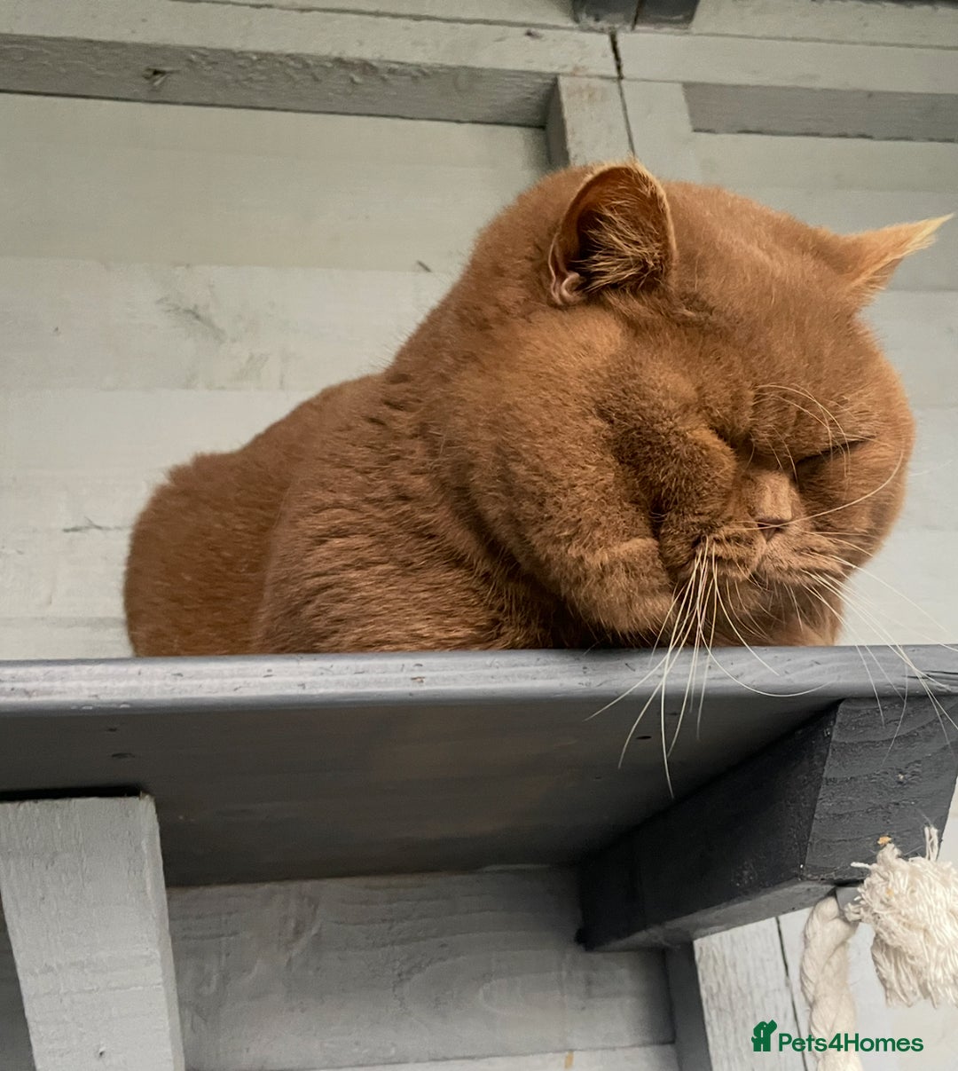 British Shorthair cats for stud: 🐻 RARE CINNAMON GCCF TICA STUD CARRYING CHOCO  in Derby - Image 6