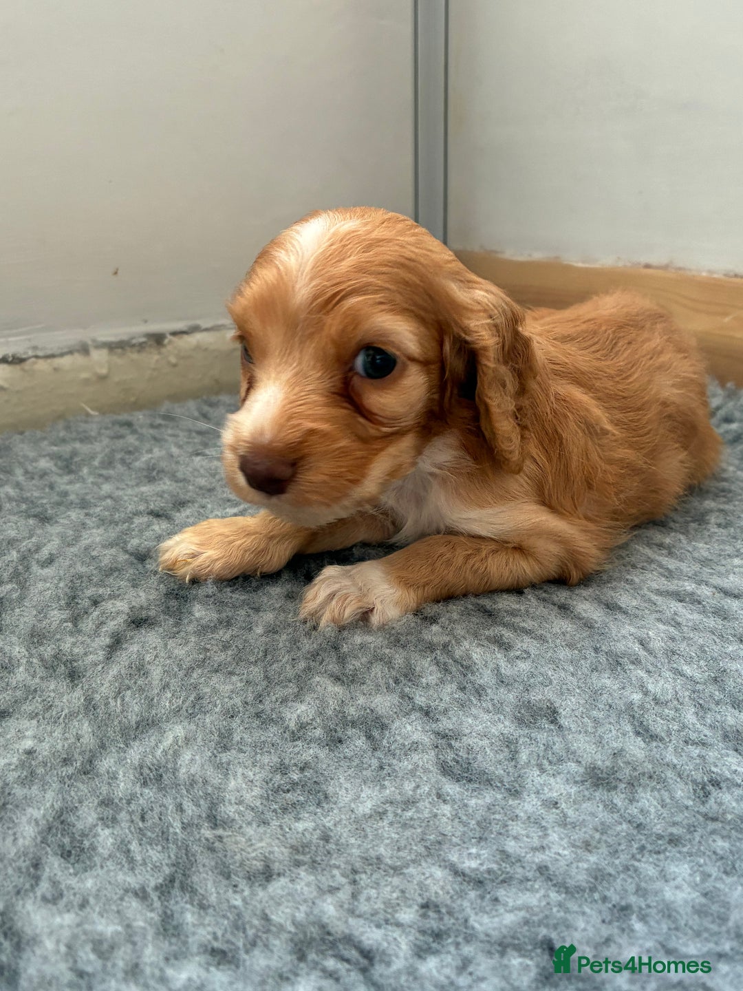 Cocker Spaniel dogs for sale: Beautiful cocker spaniels  - Image 7