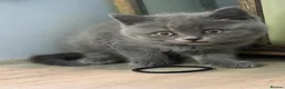 British Shorthair cats for sale: Three stunning boys - Advert 3