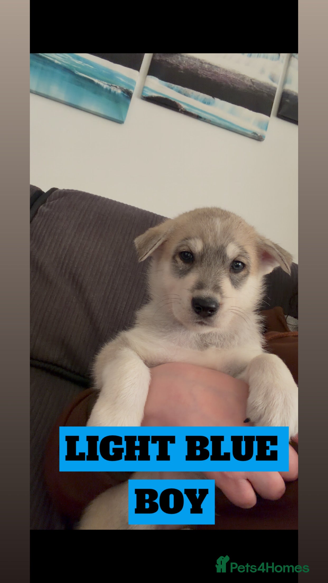 Shepsky dogs German Shepherd cross Husky Puppies - Advert 5