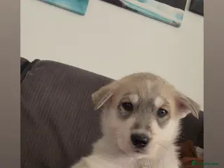 Shepsky dogs German Shepherd cross Husky Puppies - Advert 5