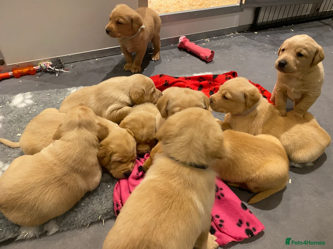 Labrador Retriever dogs for sale: Yellow/Fox Red Labrador puppies - Advert 10
