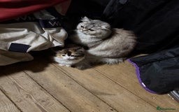 Mixed Breed cats for sale: British short/long hair x kittens ready to go  - Image 6