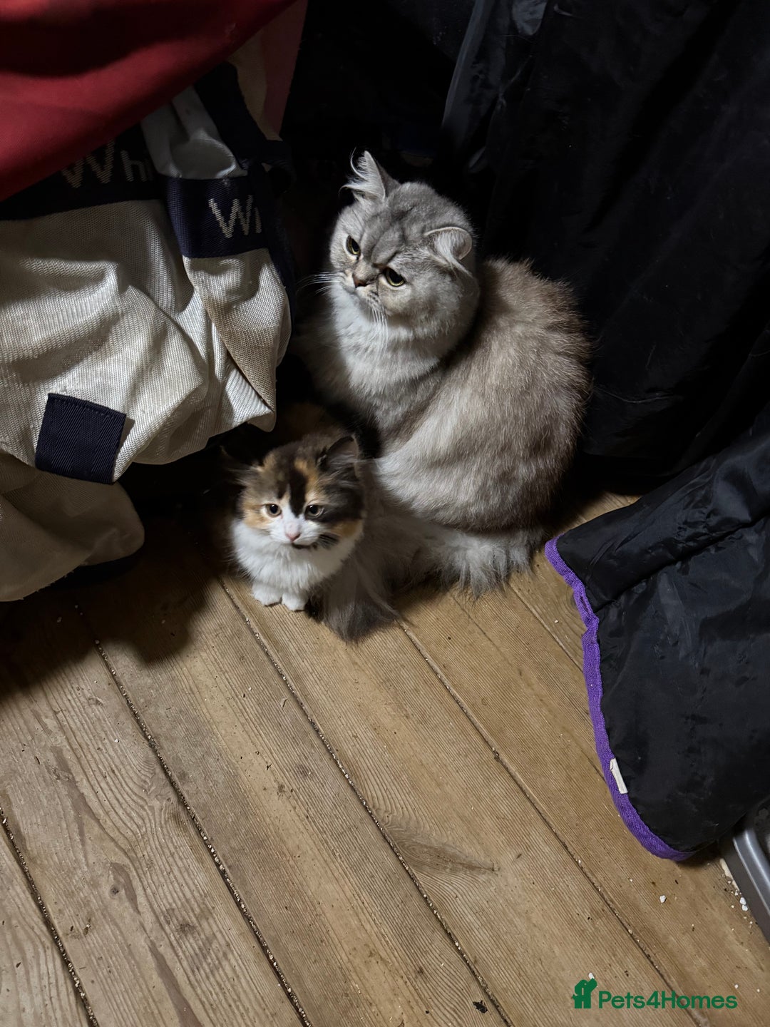 Mixed Breed cats for sale: British short/long hair x kittens ready to go  - Image 6