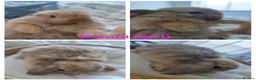 Mini Lop rabbits for sale: Beautiful mini lops x10 - Advert 3