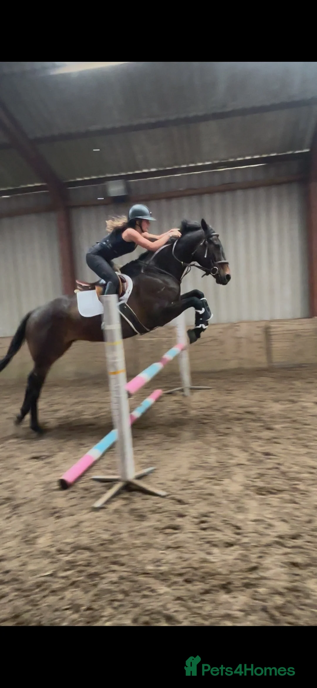 English Thoroughbred horses for sale: Super ror prospect with moves to die for in Lingfield - Advert 1