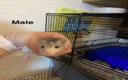 Rat rodents for sale: Baby Rats Male & Female - Image 11