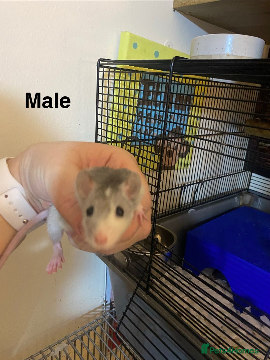 Rat rodents for sale: Baby Rats Male & Female - Image 11