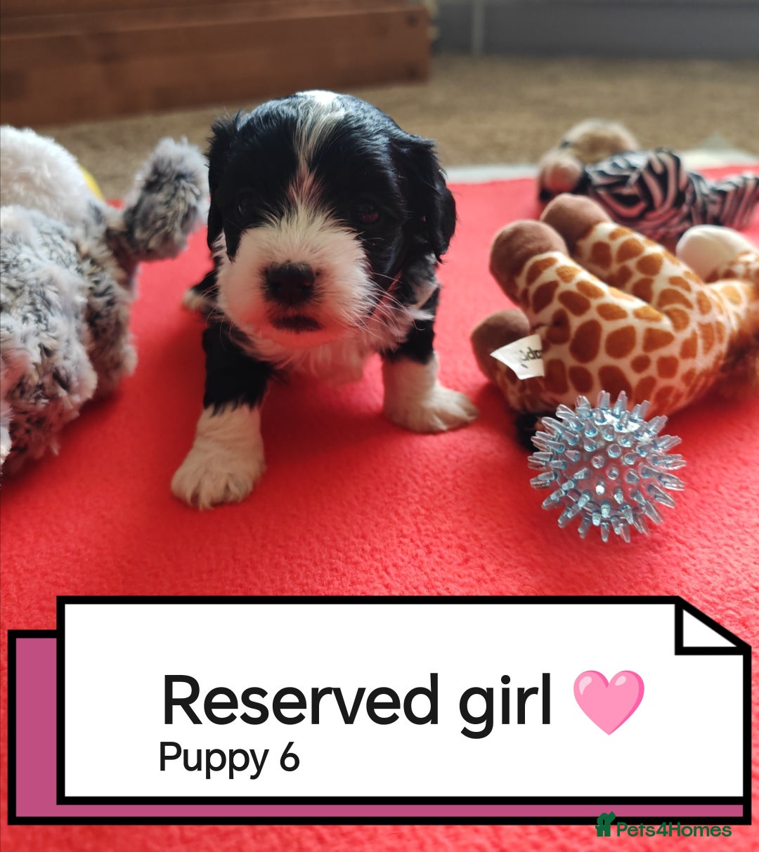 Havanese dogs for sale: Havanese Puppy 1 - Beautiful litter of kc registered havanese - Image 7