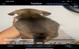 Mixed Breed dogs for sale: French Bull Weiner dogs 6 weeks old  - Image 5