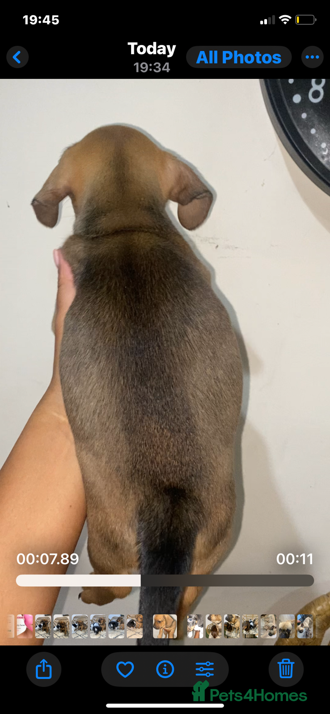 Mixed Breed dogs for sale: French Bull Weiner dogs 6 weeks old  - Image 5