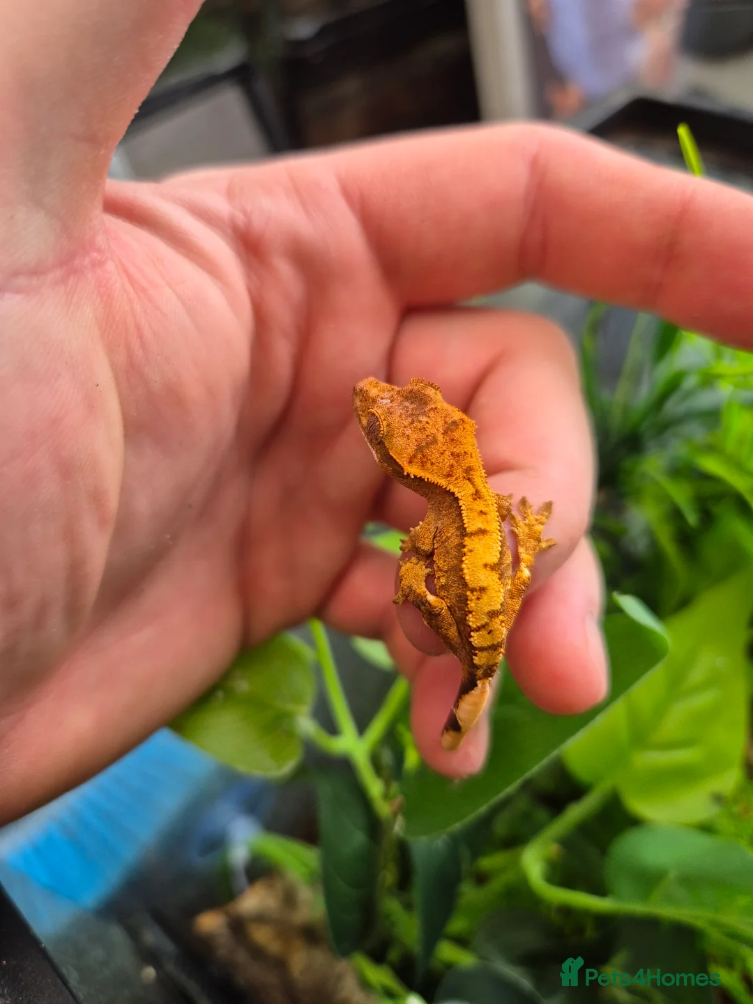 Gecko reptiles for sale: crested geckos, leopard geckos - Advert 11