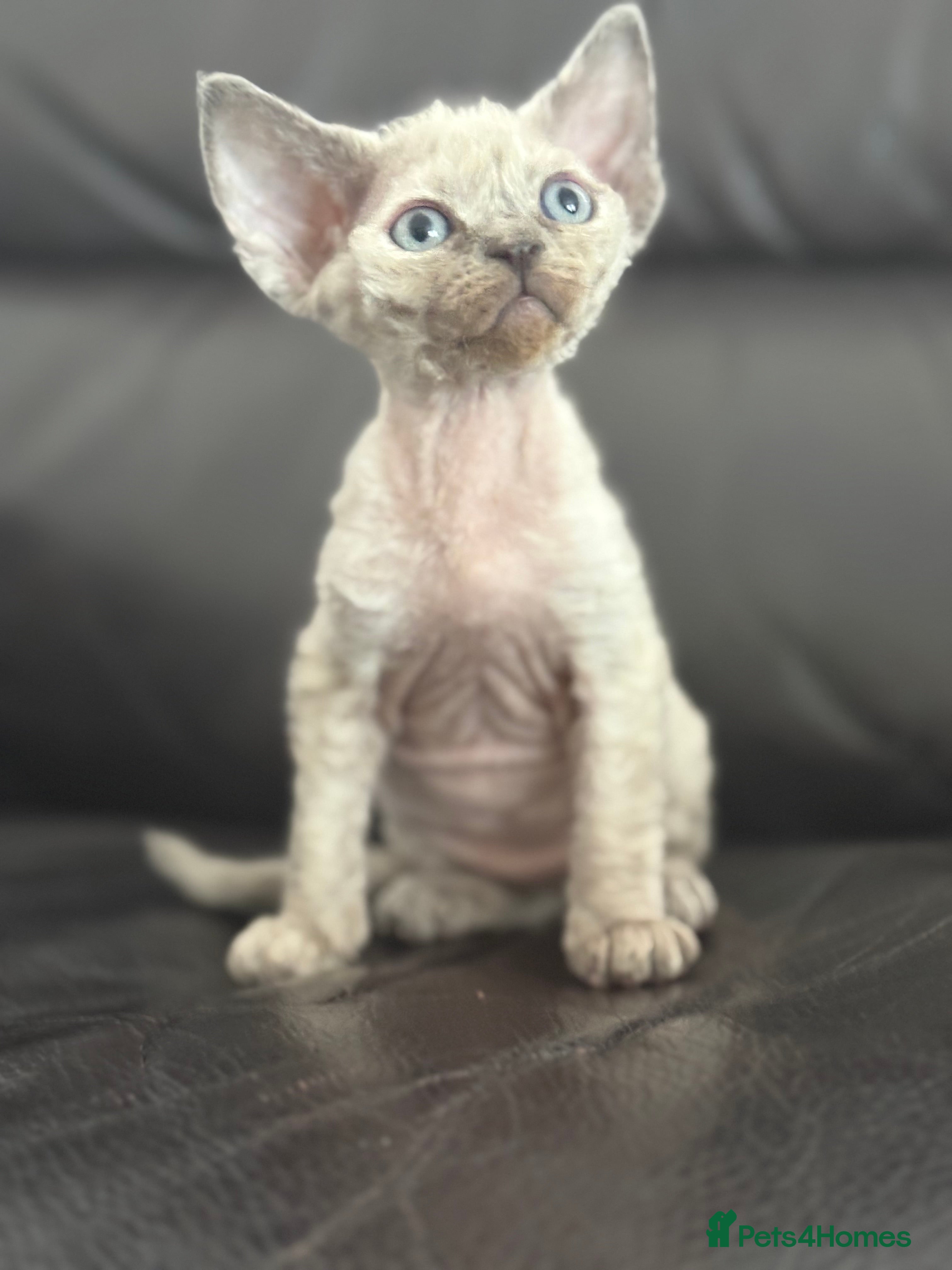 Devon Rex cats ❤️Devon rex kittens available 😻 - Advert 1