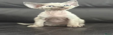 Devon Rex Kitten 2