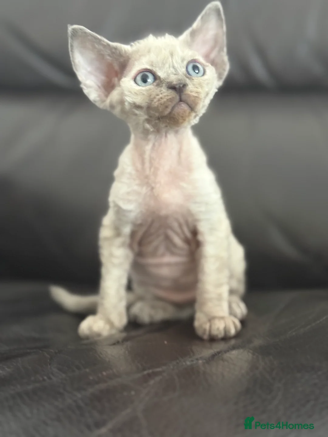 Devon Rex cats for sale: ❤️Devon rex kittens available 😻 - Advert 1