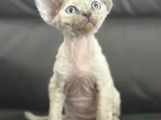 Devon Rex cats ❤️Devon rex kittens available 😻 - Advert 1