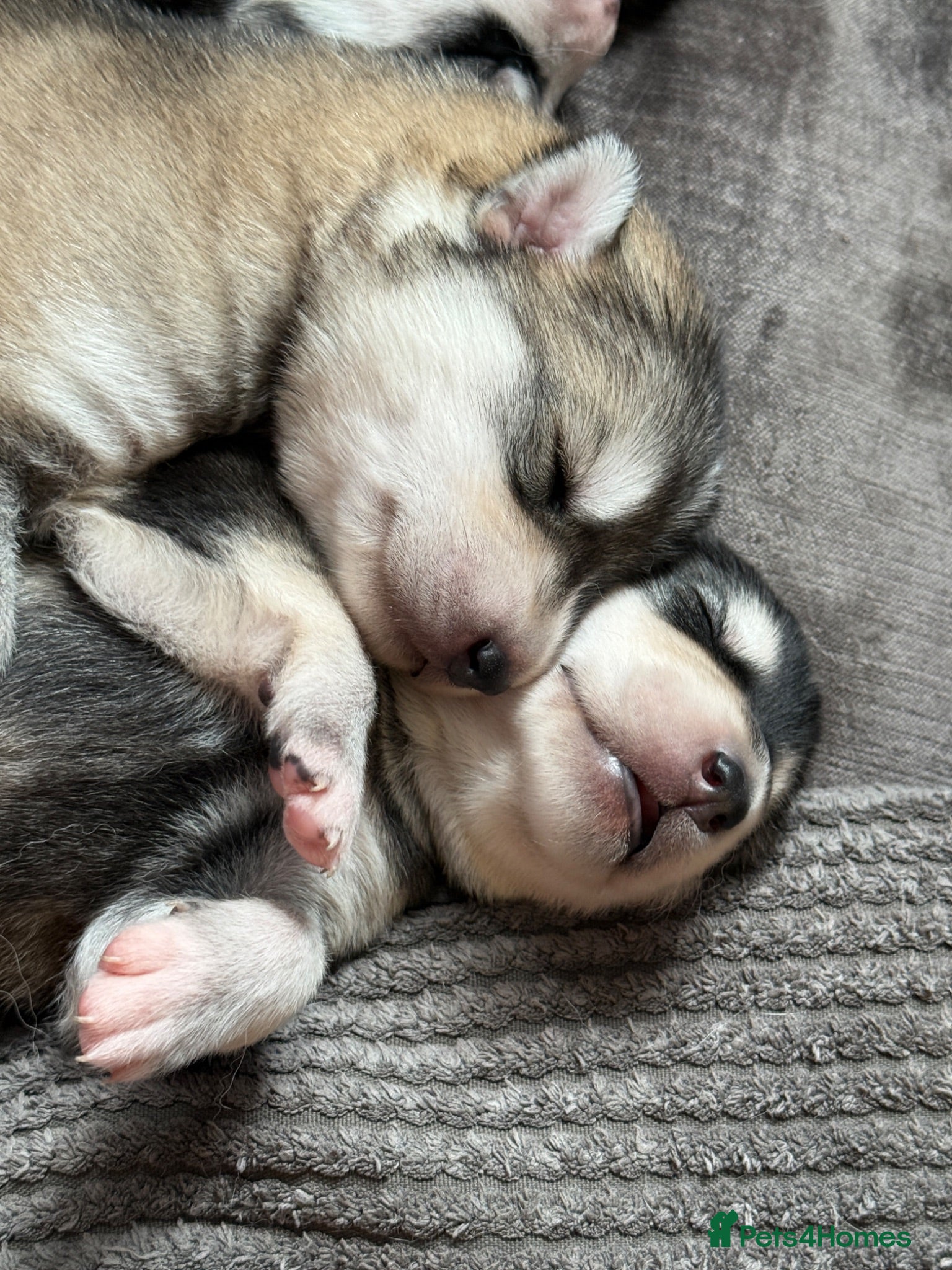 Mixed Breed dogs Family based husky cross puppies  - Advert 8