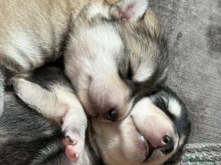 Mixed Breed dogs Family based husky cross puppies - Advert 1