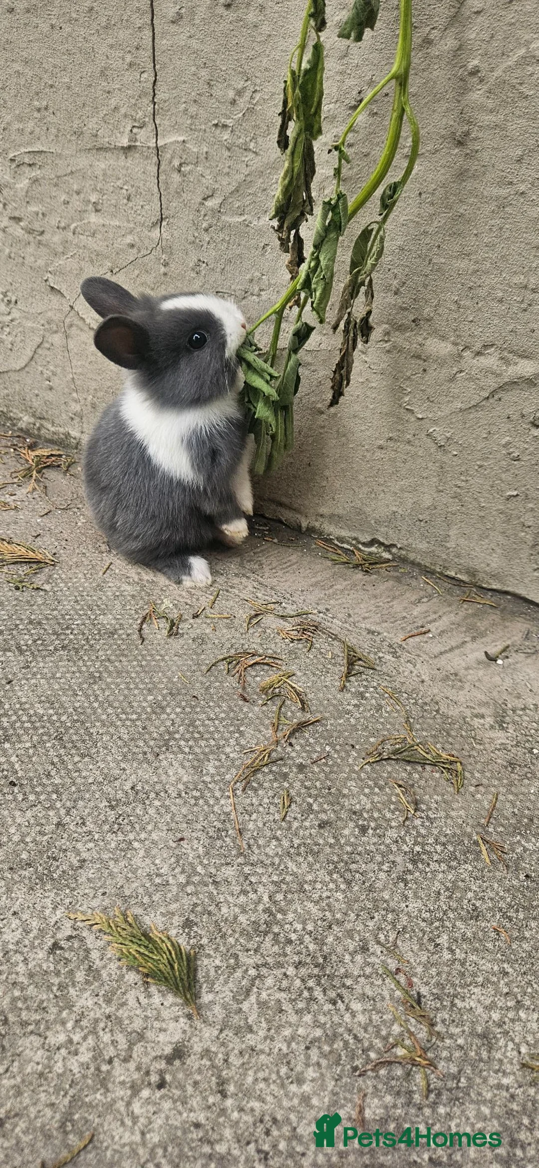 Mixed Breed rabbits for sale: I have 4 weeks and 8 weeks olds rabbits  - Advert 1
