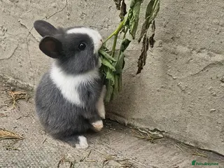 Mixed Breed rabbits I have 4 weeks and 8 weeks olds rabbits - Advert 1