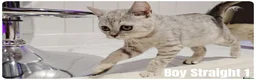 Scottish Fold cats for sale: Scottish Fold Kittens - Advert 22