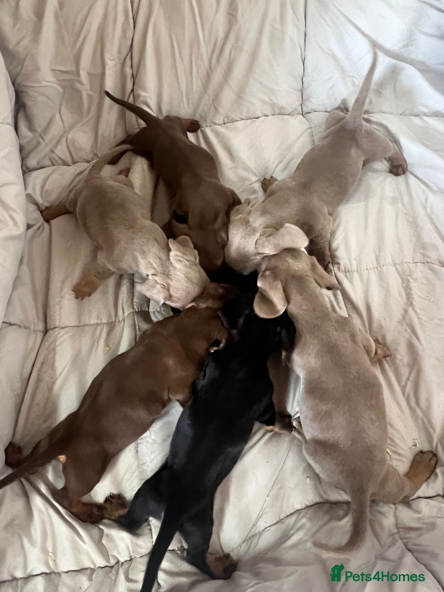 Dachshund dogs MINIATURE DACHSHUND PUPPIES  - Advert 1