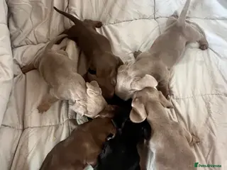 Dachshund dogs MINIATURE DACHSHUND PUPPIES - Advert 1